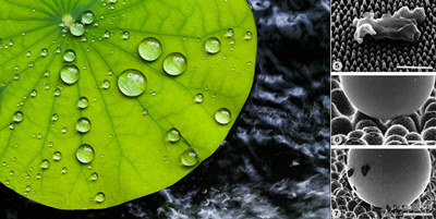 Super Hydrophobic dari Alam